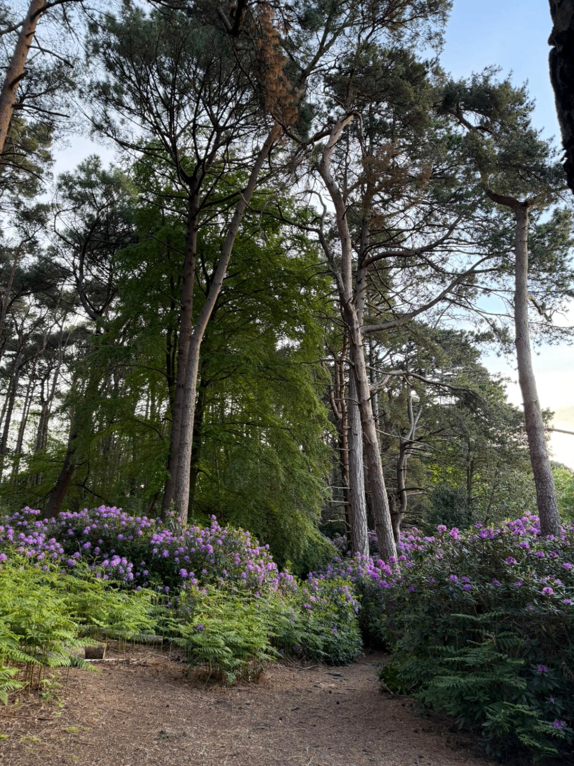 Pine trail with rhododendrons in bloom